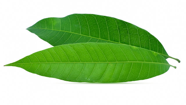mango leaf isolated on white background