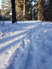 Snow path in the winter forest
