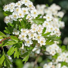 Blühender Weißdorn,Crataegus, im Frühling