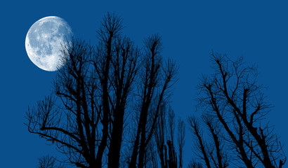 Fototapeta na wymiar Silhouettes of trees in the evening