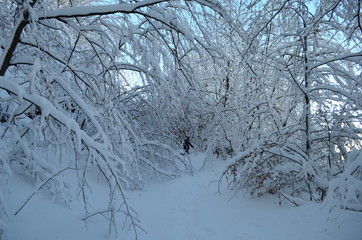 Trees covered with hoarfrost and snow in mountains