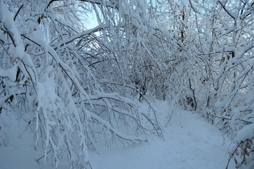 Trees covered with hoarfrost and snow in mountains