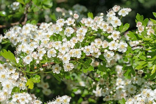 Bl&uuml;hender Wei&szlig;dorn, Crataegus, im Fr&uuml;hling