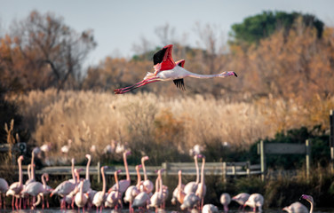 Pink flamingo flying over a wetland full of flamingos at sunset