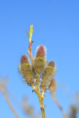 Rose Gold Pussy Willow