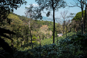 Coffee plantation under the big tree in Asia