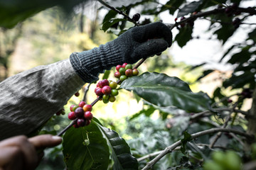 The farmer's hand is picking the coffee beans from the tree.