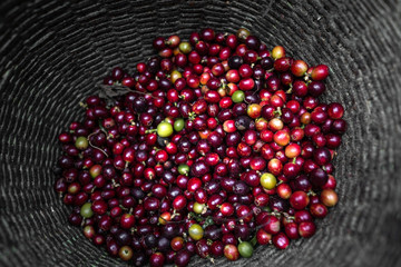  Gardeners keep the coffee in the basket