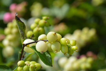 Snowberry Magical Galaxy