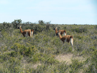 Sightseeing tour through the Argentine Patagonia desert - sighting of guanacos
