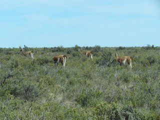 Naklejka premium Sightseeing tour through the Argentine Patagonia desert - sighting of guanacos