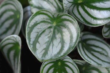 Watermelon begonia