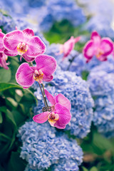 Colorful pink orchids and blue Hortensia or Hydrangea macrophylla flower in garden, natural light, vertical composition