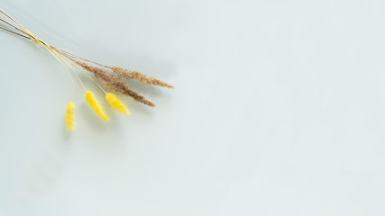 Dried grass stems on a white background.