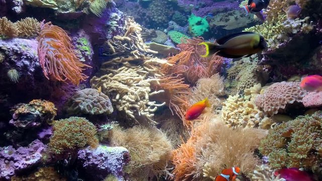 Vibrant tropical fish in a coral reef, static shot.