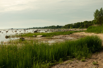 Sea coast with sea grass and stones
