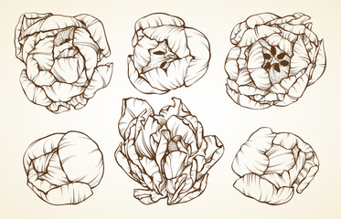 Spring flowers linear graphic illustrations