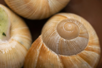 still life of stuffed snail sauce, on a white background
