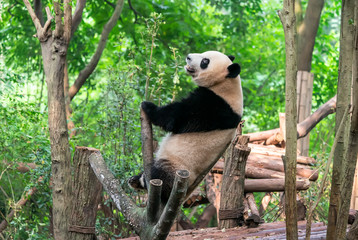 Giant panda over the tree.