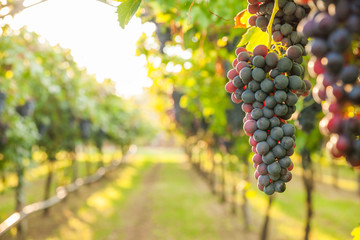 grape harvest Italy - obrazy, fototapety, plakaty