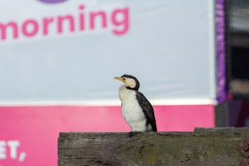 Cormorant at Melbourne Yarra.