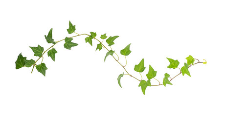 green ivy isolated on a white background. - obrazy, fototapety, plakaty