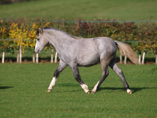 Naklejka premium Young Welsh Pony
