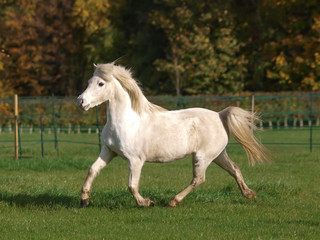 Obraz na płótnie Canvas Welsh Stallion
