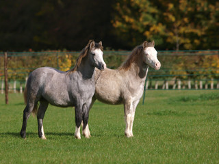Obraz na płótnie Canvas Two Welsh Ponies
