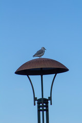 Sea gull in a street light.
