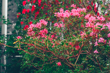 Beautiful Azalea garden. Flowering Azalea shrub in greenhouse.