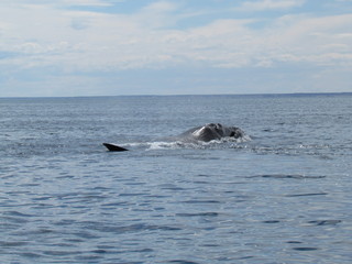 Naklejka premium Boat trip in Golfo Nuevo, watching whales