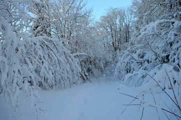 Trees covered with hoarfrost and snow in mountains