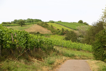 Fototapeta na wymiar Landschaft mit Weinbergen im Kraichgau