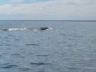 Fototapeta premium Boat trip in Golfo Nuevo, watching whales