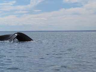 Fototapeta premium Boat trip in Golfo Nuevo, watching whales