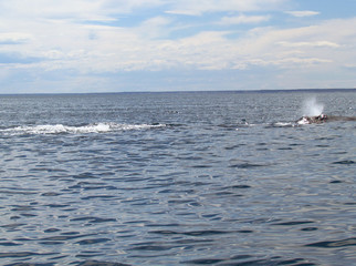 Fototapeta premium Boat trip in Golfo Nuevo, watching whales