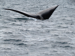 Boat trip in Golfo Nuevo, watching whales