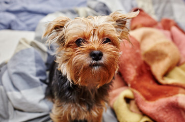  Beautiful yorkshire terrier on the bed waiting for play