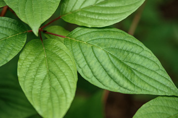 the green leaves of the tree are smooth clean