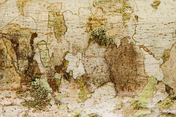 Close up Lichen fungi texture on tree bark background