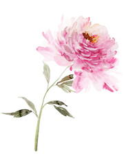 Large watercolor peony on a white background