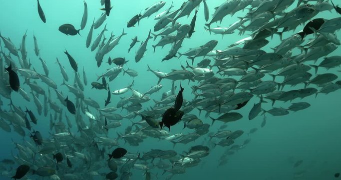 Amazing shoal of fish in the Pacific Ocean. Underwater marine life with tropical bigeye jack fish in the blue water. Diving in the Ocean