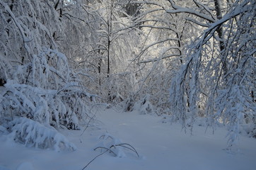 Trees covered with hoarfrost and snow in mountains