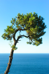 Fototapeta na wymiar Pine tree with the ocean in the background. San Sebastian, Spain.