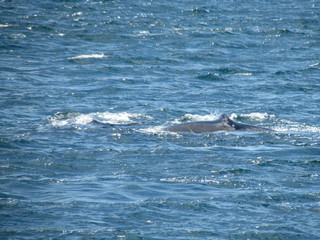 Fototapeta premium Boat trip in Golfo Nuevo, watching whales