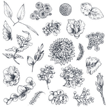 Collection of hand drawn flowers and plants. Monochrome vector illustrations in sketch style