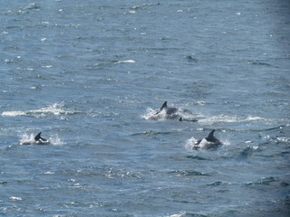 Fototapeta premium Boat trip at Puerto Madryn bay, sighting of Porpoises