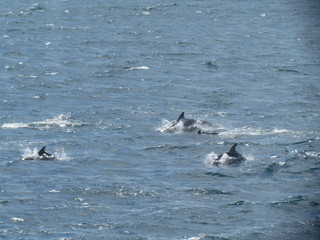 Boat trip at Puerto Madryn bay, sighting of Porpoises