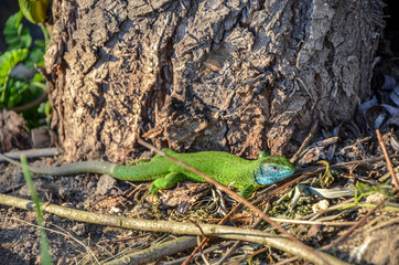 Green and blue Mediterranean gecko lizard spotted on a brown ground near the tree trunk